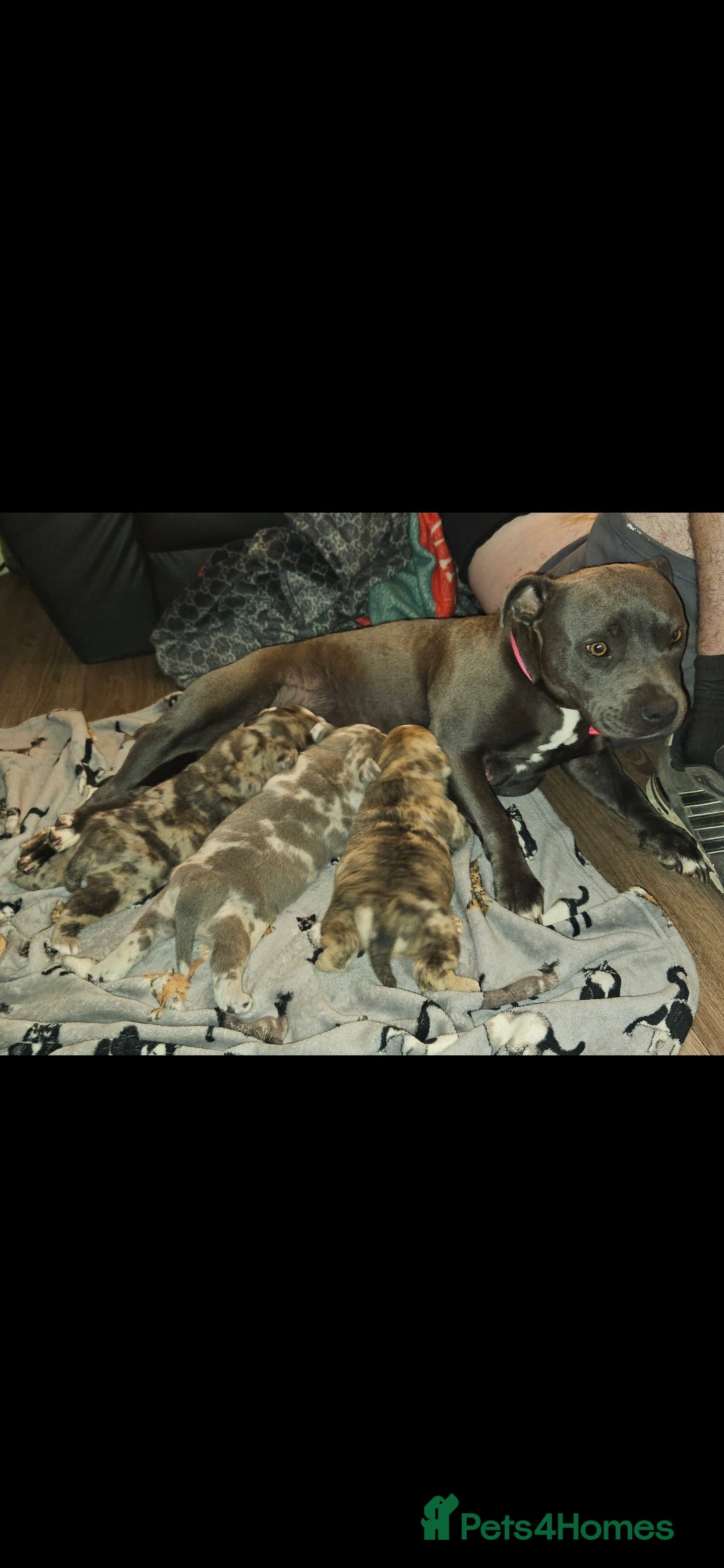 Mixed Breed dogs for sale: Staffy cross bulldog puppy - Image 2