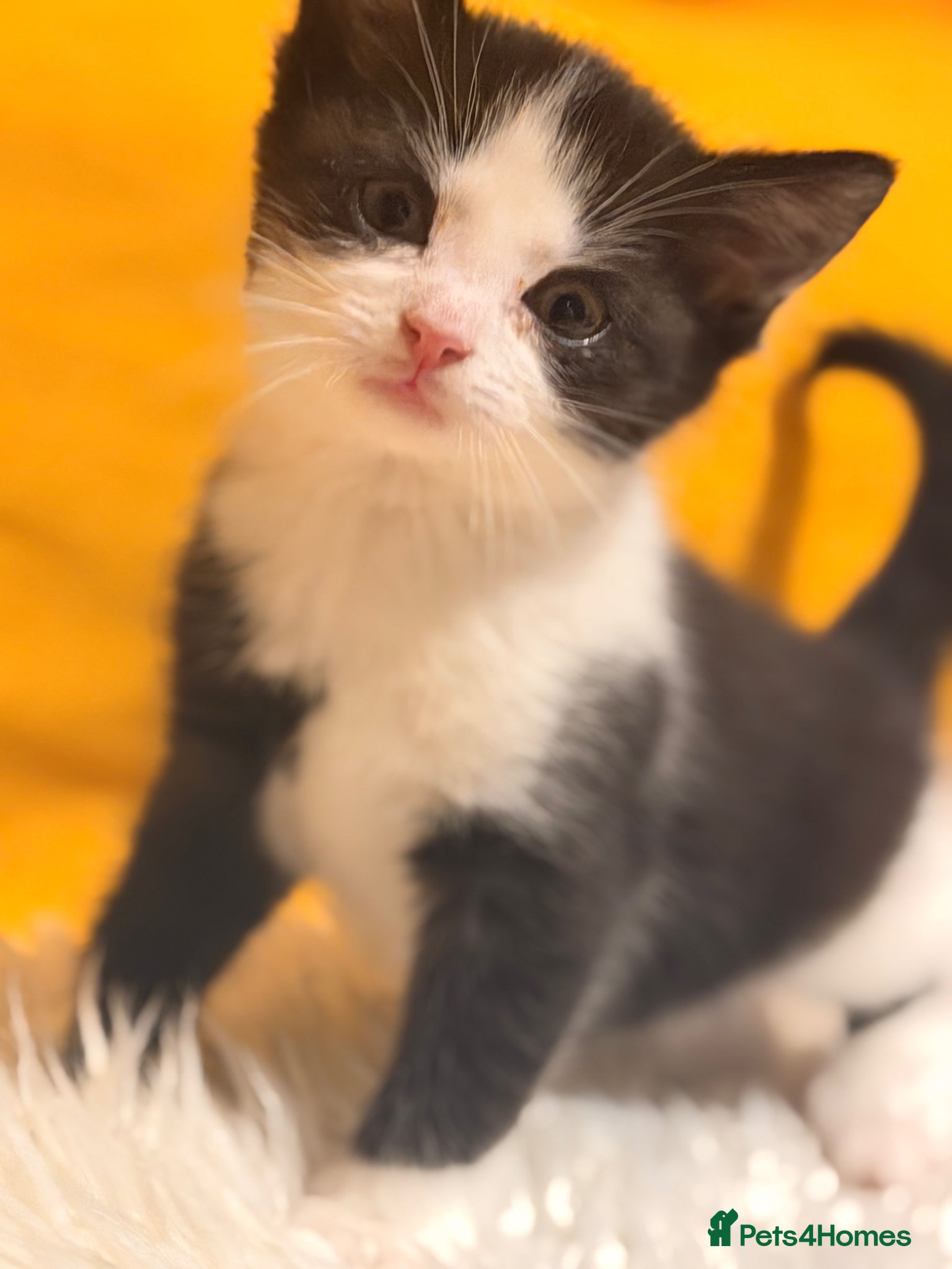 British Shorthair cats “Ready Now – Beautiful Tabby & Tuxedo Kittens” - Advert 2