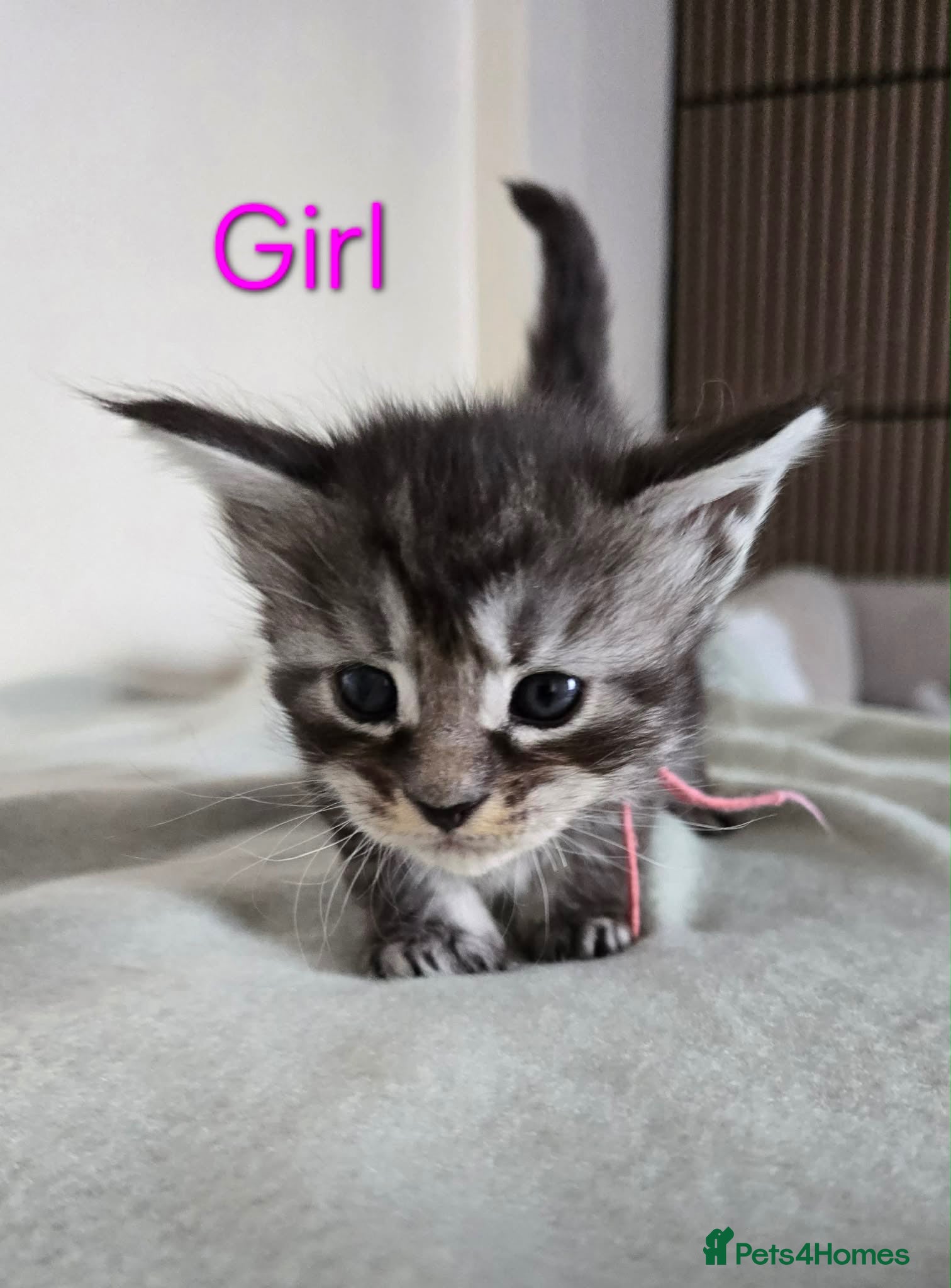 Maine Coon cats 6 TICA registered Maine Coon kittens. - Advert 1