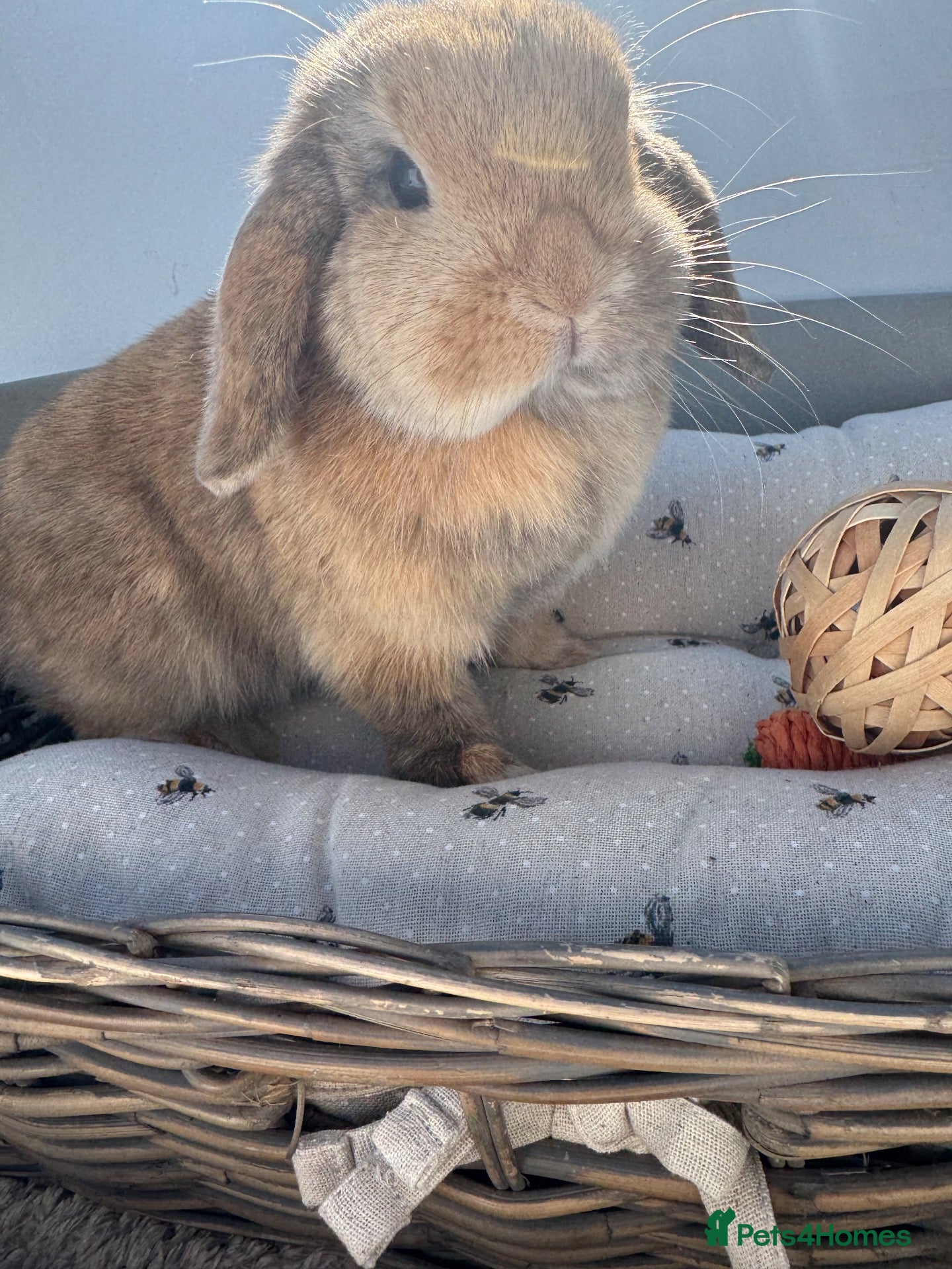 Mini Lop rabbits Pure bred Mini Lop Rabbit 10 months old - Advert 1
