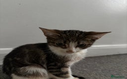 British Shorthair cats for sale: Kittens urgently need a new home - Image 2