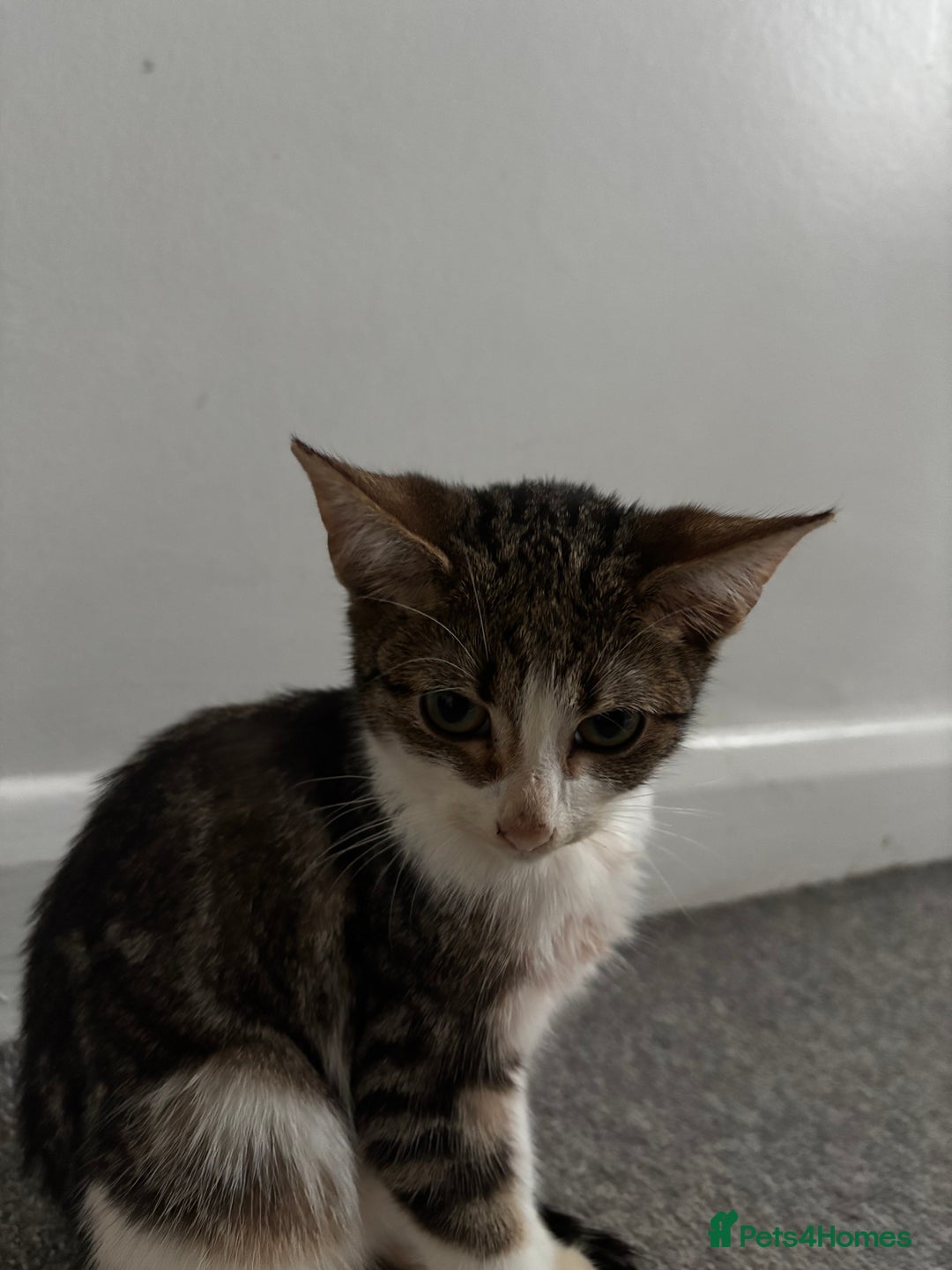 British Shorthair cats for sale: Kittens urgently need a new home - Image 2