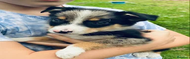 Border Collie 1