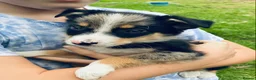Border Collie dogs for sale: Merle & black and white litter  - Advert 7