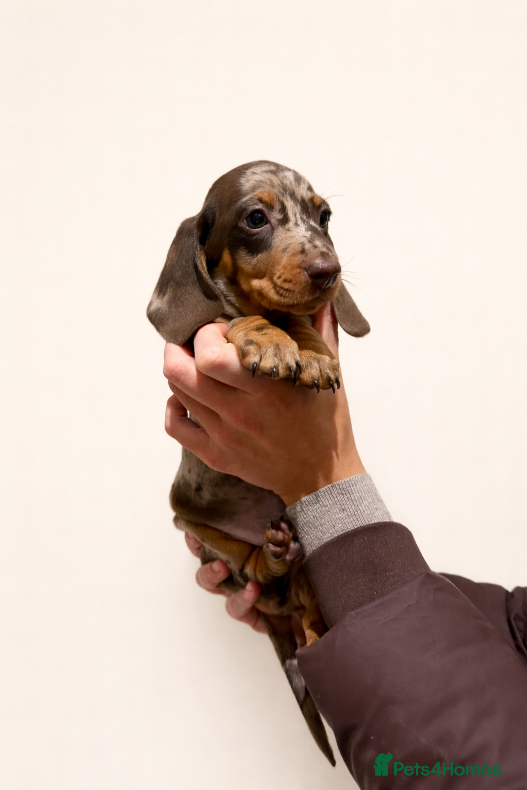 Miniature Dachshund dogs READY THIS SUNDAY - KC Reg Miniature Dachshund - Advert 10