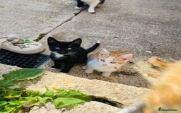 British Shorthair cats for sale: Bundle of joy  - Image 3