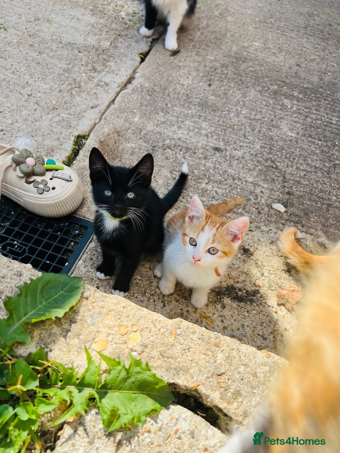 British Shorthair cats for sale: Bundle of joy  - Image 3