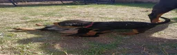 Rottweiler dogs for sale: Rottweiler puppies  - Advert 32