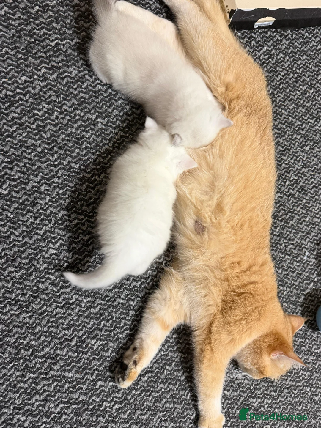 British Shorthair cats for sale: British cats - Advert 8