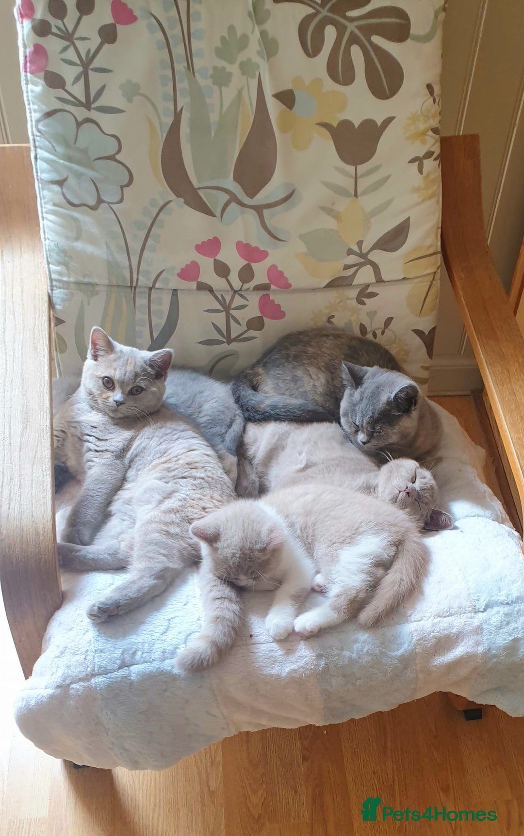 British Shorthair cats for sale: Beautiful British Shorthair Kittens  - Image 6