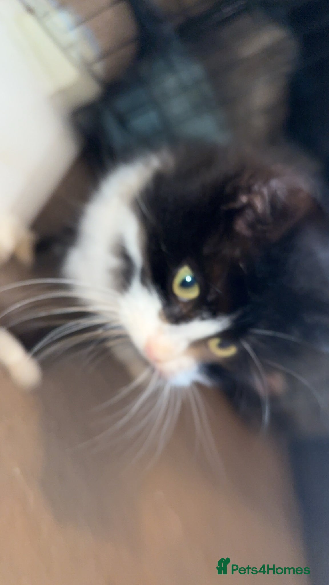 Mixed Breed cats Rescue cats- kittens and adults 🧡 - Advert 2