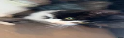 Mixed Breed cats for sale: Rescue cats- kittens and adults 🧡 - Advert 1
