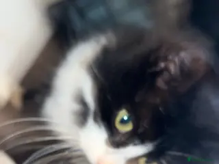 Mixed Breed cats Rescue cats- kittens and adults 🧡 - Advert 2