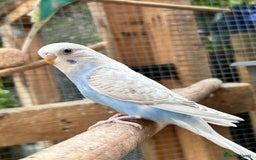 Budgerigars birds for sale: Beautiful Baby Budgies - Image 12