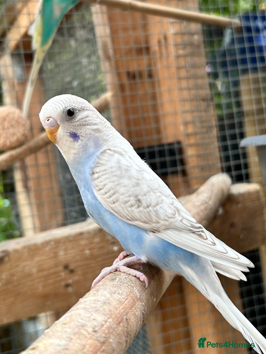 Budgerigars birds for sale: Beautiful Baby Budgies - Image 12