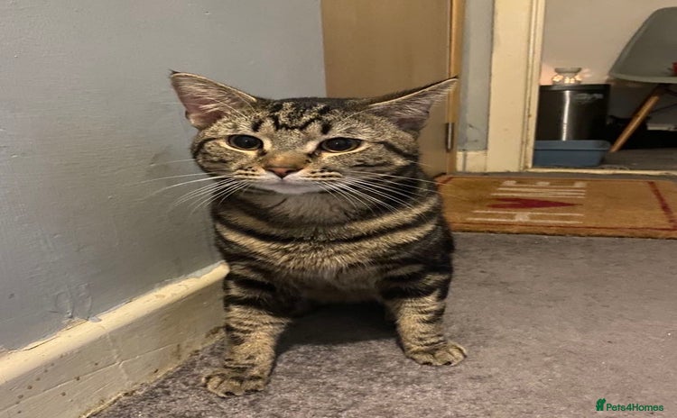 American Shorthair cats - Advert 1