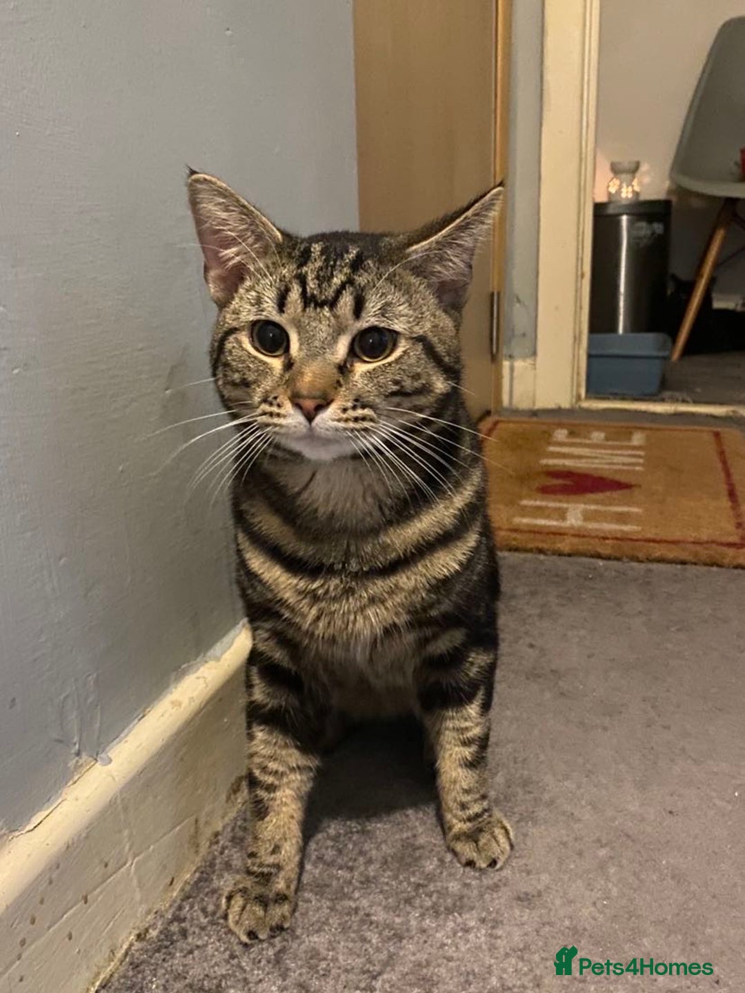 American Shorthair cats for sale: Two male cats  - Image 1