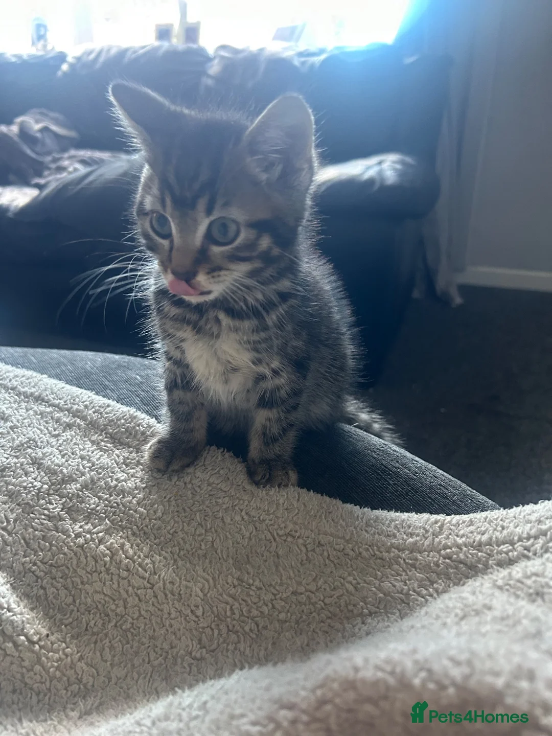 Mixed Breed cats for sale: Male kitten - Advert 2