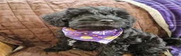 Schnoodle dogs for sale: schnoodle  - Advert 8