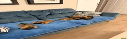 Border Terrier dogs for sale: Border terrier puppies - Advert 3