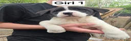 Mixed Breed dogs for sale: 9 (2 LEFT) Beautiful Akita x puppies for sale - Advert 19