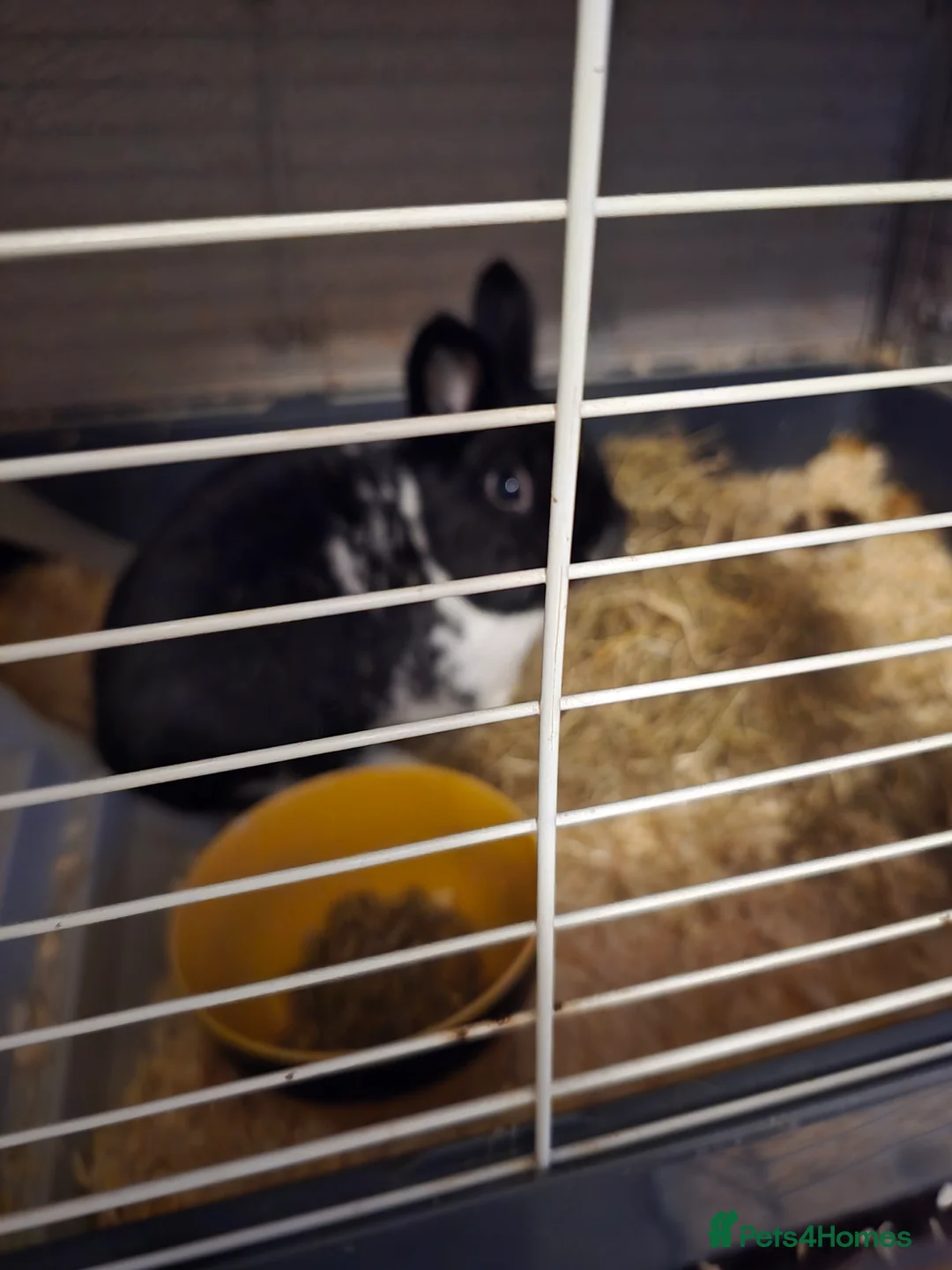 Guinea Pig rodents for sale: BOTH MALES DWARF RABBIT & TOO PIGS - Advert 2