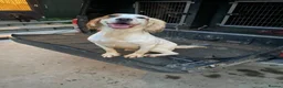 Cocker Spaniel dogs for sale: KC Registered Cocker Spaniel Health Tested puppie - Advert 11