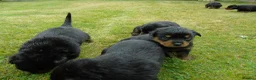 Rottweiler dogs for sale: Rottweiler puppies full German bloodline  in Newton-le-Willows - Advert 6