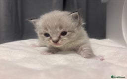 Ragdoll cats for sale: Gorgeous pedigree Ragdoll kittens  - Image 25