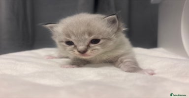 Ragdoll cats - Advert 10