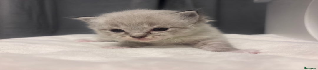 Ragdoll Kitten 4