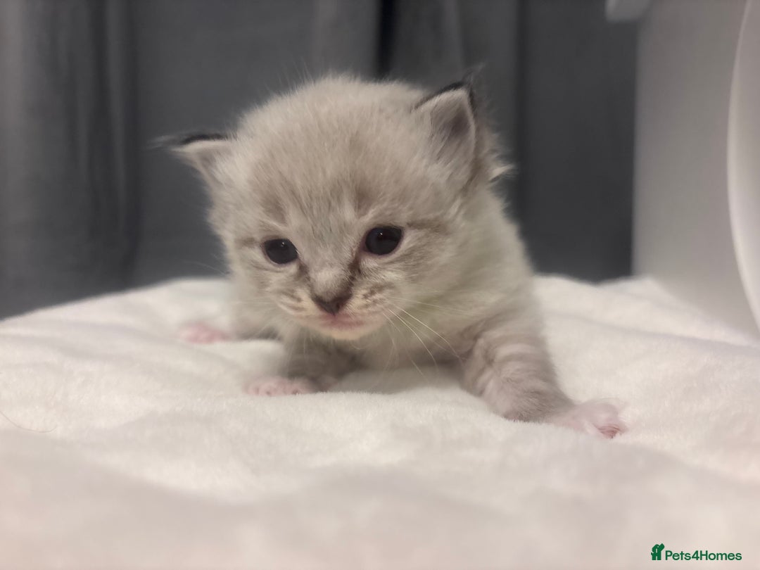 Ragdoll cats for sale: Gorgeous pedigree Ragdoll kittens  - Image 25