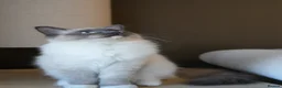 Ragdoll cats for sale: Final 3 ragdolls ready to leave  - Advert 10