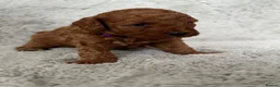 Cavapoo dogs for sale: Red curly cavapoo puppies  - Advert 4