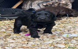 Cocker Spaniel dogs for sale: Cocker Spaniel Puppies - Image 4