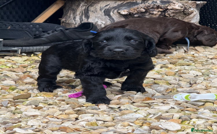 Cocker Spaniel dogs - Advert 3