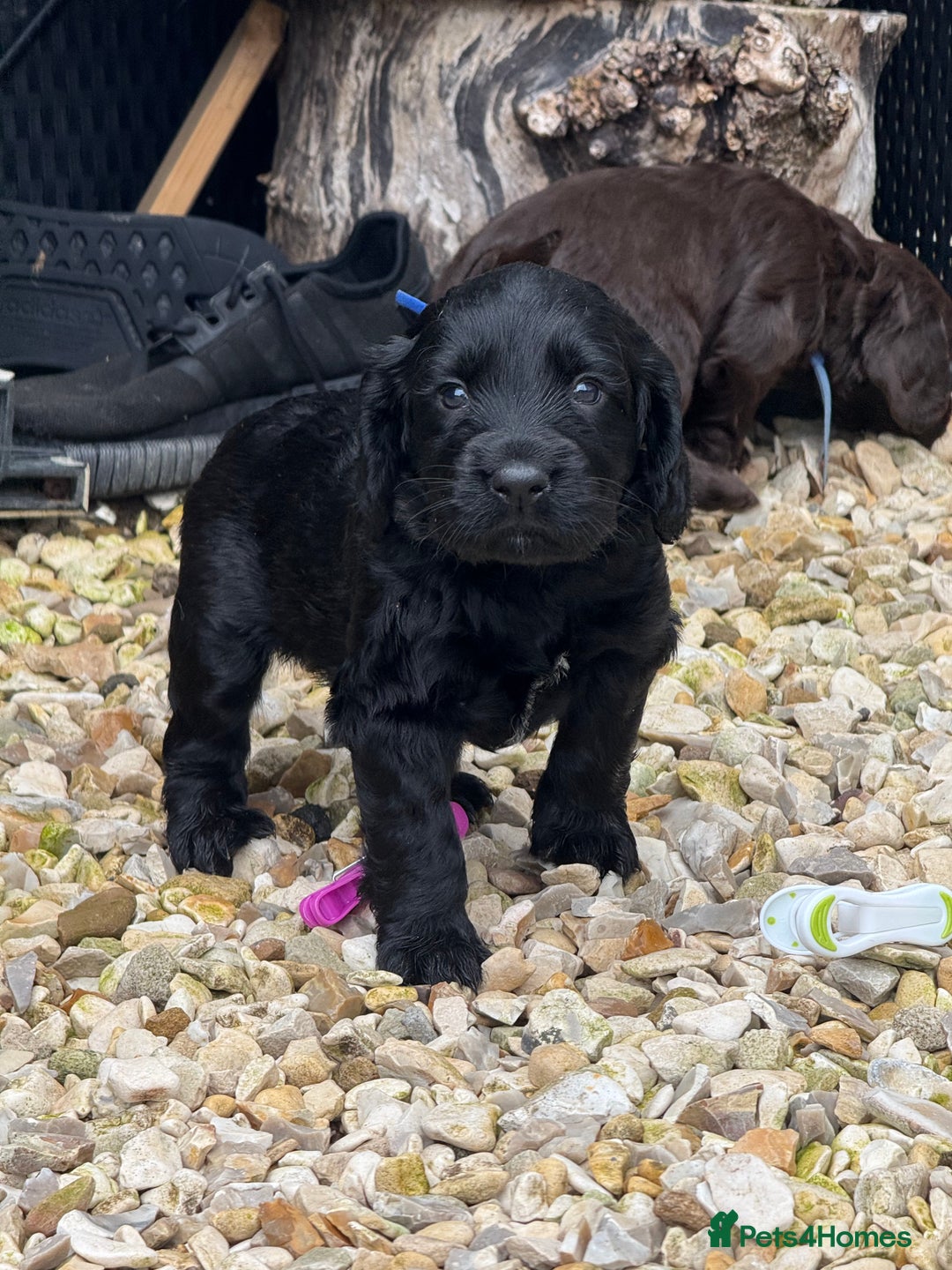 Cocker Spaniel dogs for sale: Cocker Spaniel Puppies - Image 4