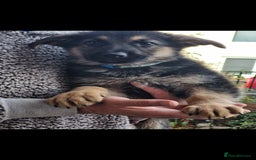 German Shepherd dogs for sale: KC German Shepherd pups LAST 2 BOYS! - Image 38
