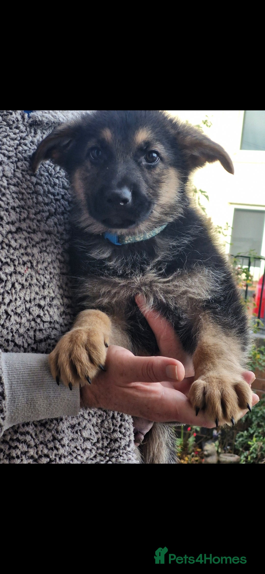 German Shepherd dogs for sale: KC German Shepherd pups LAST 2 BOYS! - Image 38