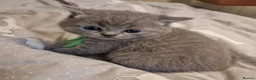 British Shorthair cats for sale: Beautiful British Shorthair kittens  - Advert 5