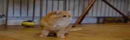 British Shorthair cats for sale: Rehome a 2 years old BSH golden male - Advert 8