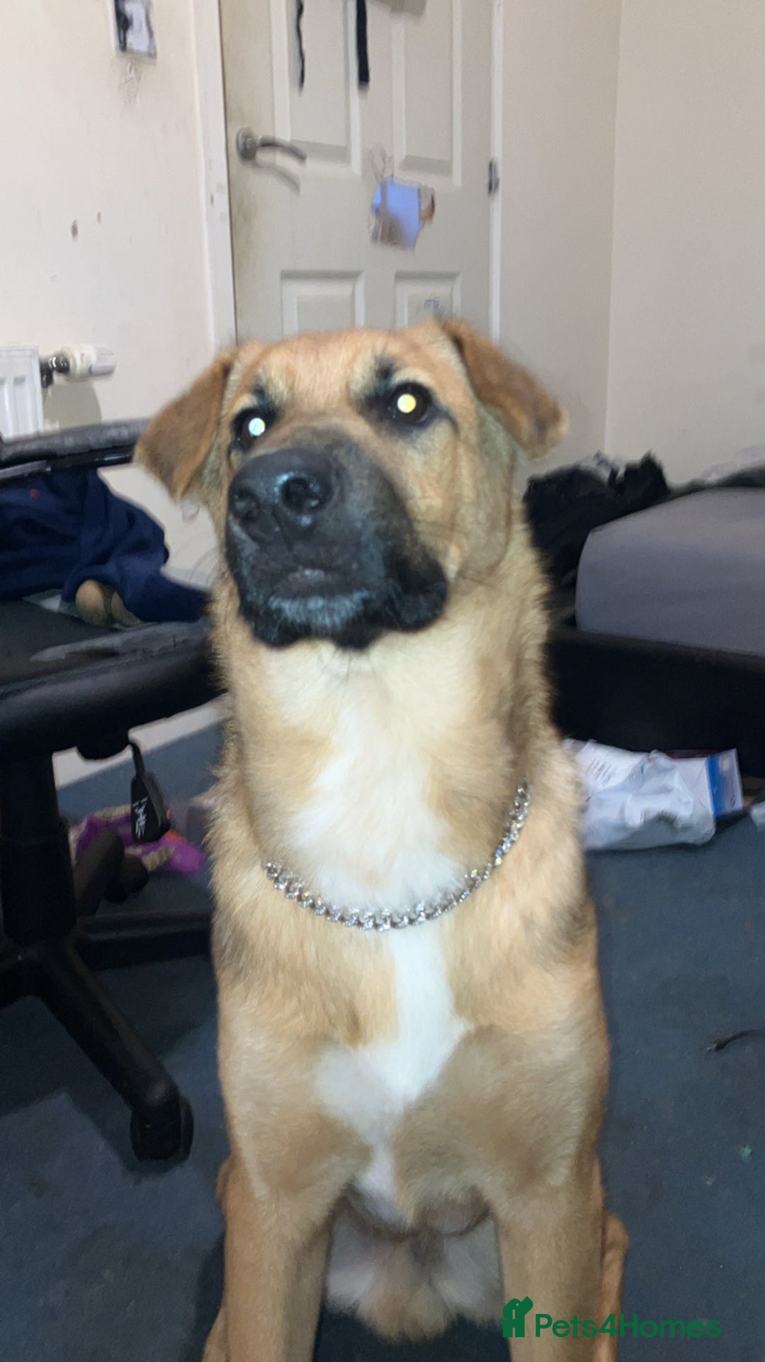 German Shepherd dogs for stud: GSDfor stud  - Image 5
