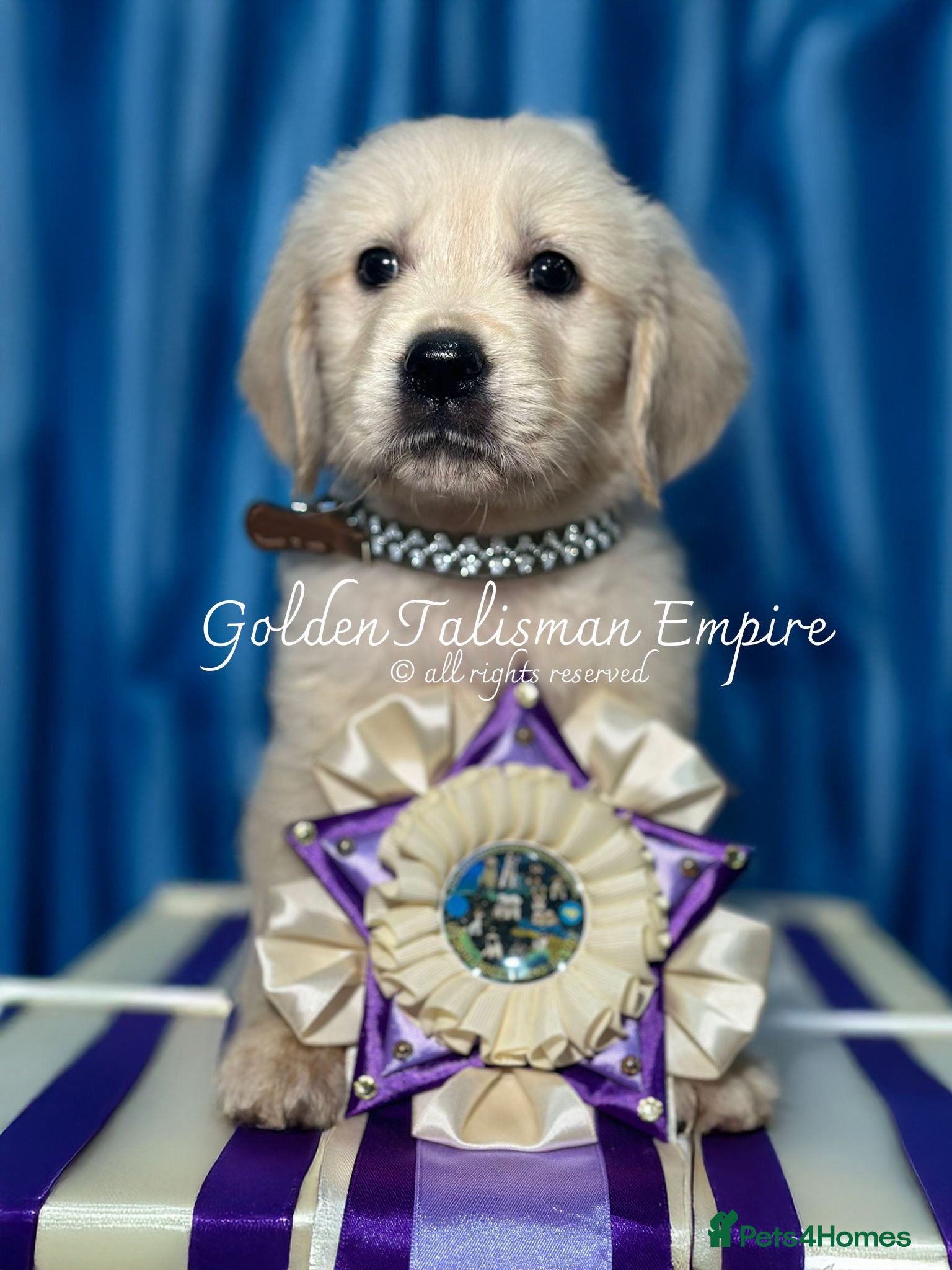 Golden Retriever dogs 35*GEN FCI KC Reg DAD TITLED CHAMPION HEALTH CER - Advert 2