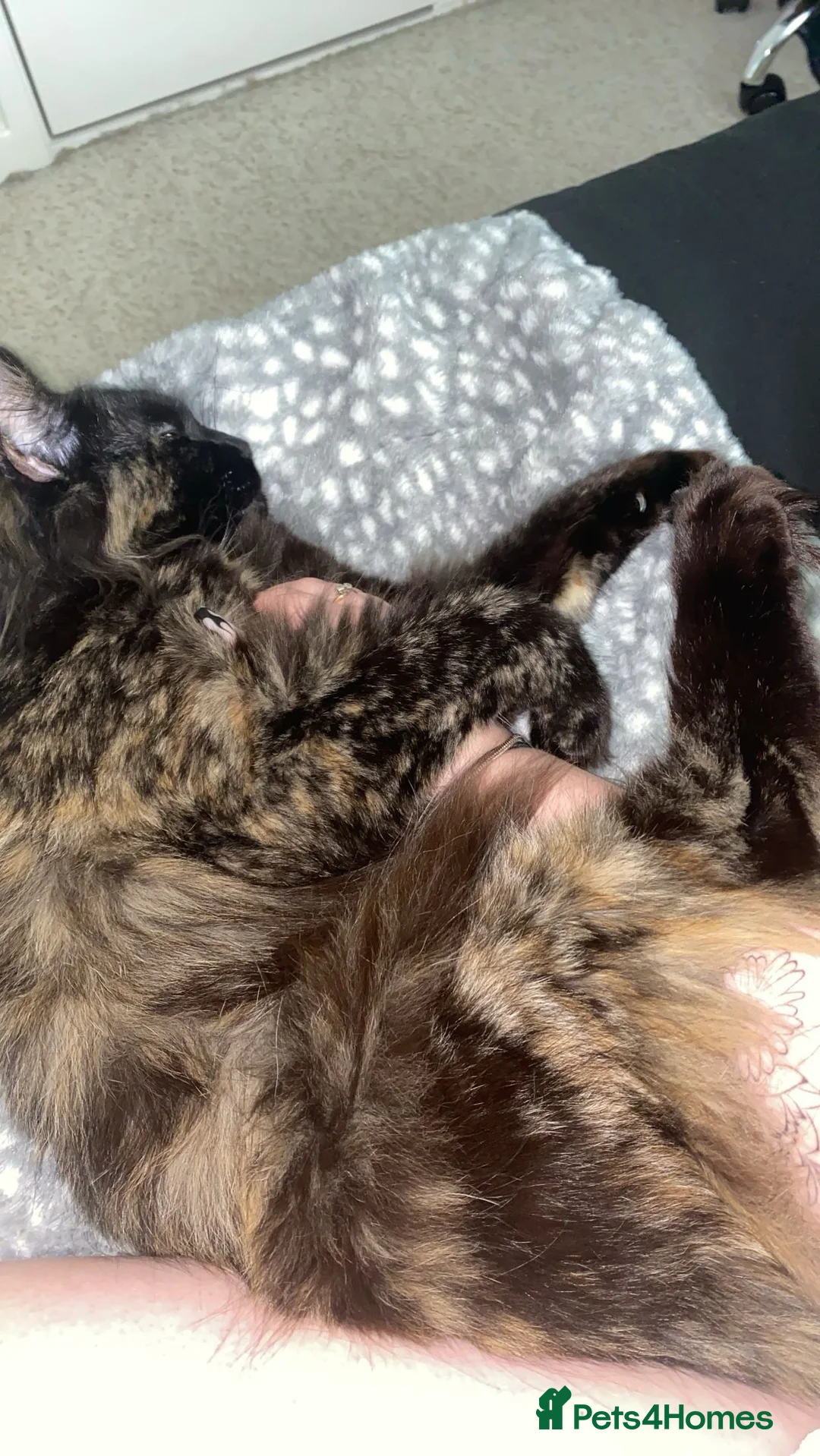 Maine Coon cats for sale: Maine Coon girl - Advert 2