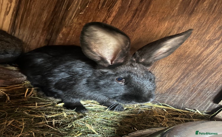 Continental Giant rabbits - Advert 1