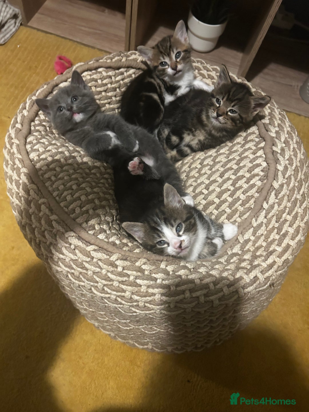 Mixed Breed cats for sale: Kittens for sale - Advert 3