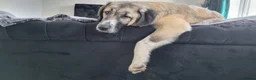 Mixed Breed dogs for adoption: 🐾Tuke  - Advert 7