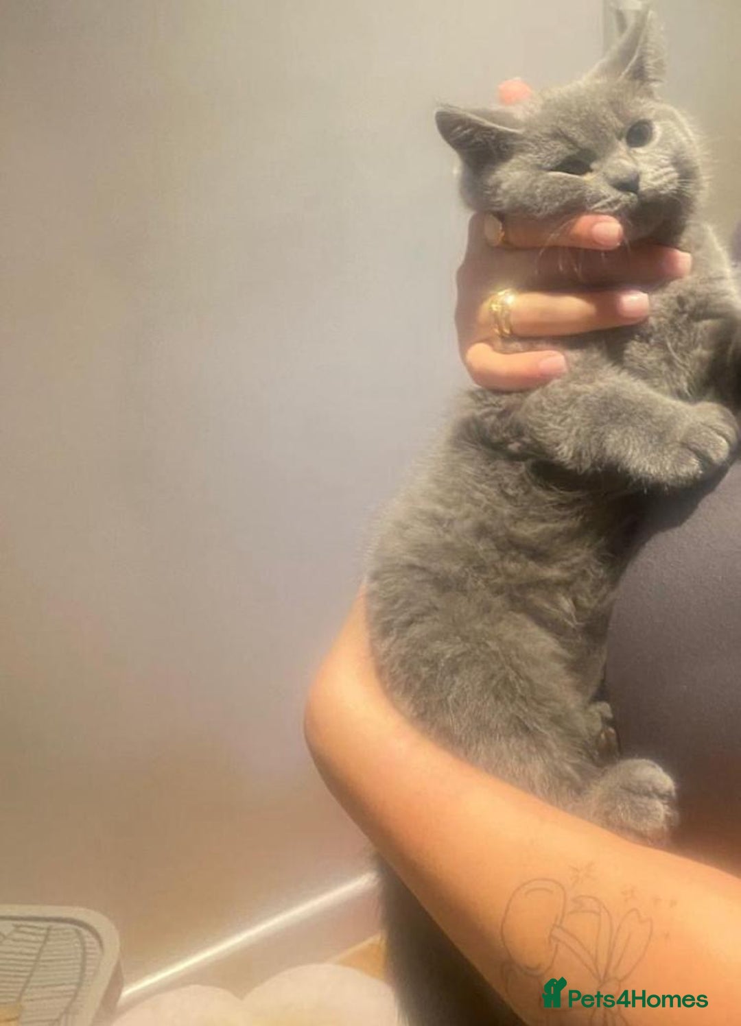 British Shorthair cats for sale: Beautiful British shorthair  - Image 2