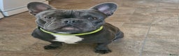French Bulldog dogs for sale: French bulldog  - Advert 1