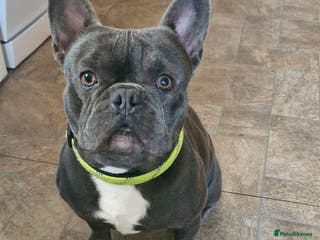 French Bulldog dogs French bulldog - Advert 6